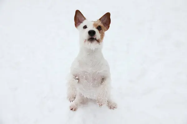Bonito Jack Russell Terrier Neve Livre Temporada Inverno — Fotografia de Stock