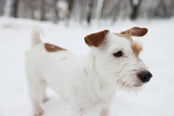 Bonito Jack Russell Terrier Neve Livre Close Temporada Inverno — Fotografia de Stock