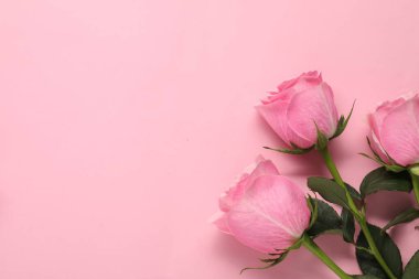 Pembe arka planda güzel güller, üst manzara. Metin için boşluk