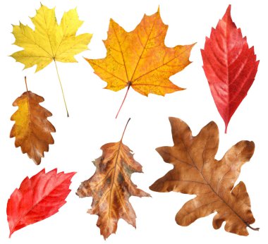 Birçok farklı parlak sonbahar yaprakları beyaz üzerine izole edilmiş.