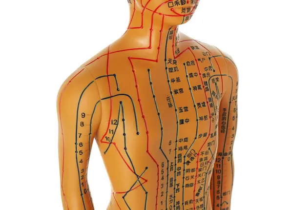 Acupuncture model. Mannequin with dots and lines isolated on white