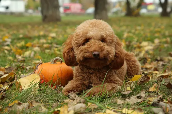 Sonbahar parkında çimlerde tatlı tüylü köpek ve balkabağı.