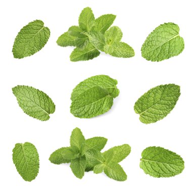 Beyaz üzerine izole edilmiş taze nane yaprakları.