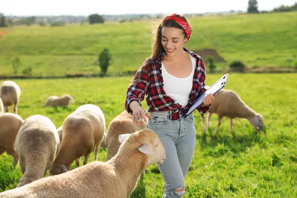 Smiling woman with clipboard and pen stroking sheep on pasture at farm