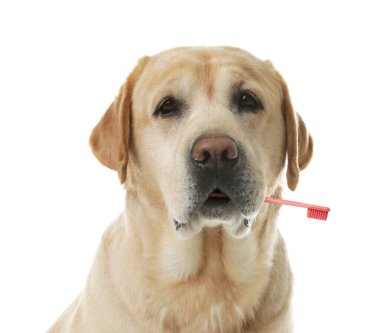 Ağızda diş fırçası olan şirin köpek beyaza izole edilmiş. Hayvan ağız temizliği.