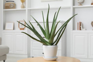 Yeşil aloe vera tencerede, masada.