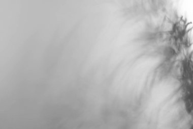 Işık duvarına düşen bitkinin gölgesi, metin için boşluk