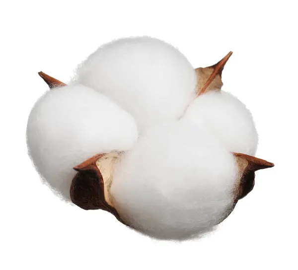 Vacker Fluffig Bomull Blomma Isolerad Vit — Stockfoto