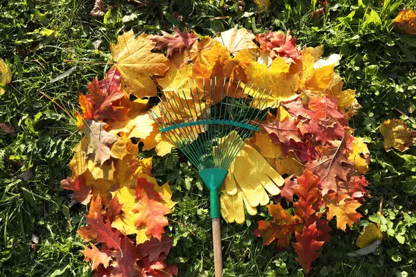 Rake and fall leaves on grass outdoors, top view