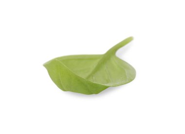 Bir yeşil fesleğen yaprağı beyaza izole edilmiş