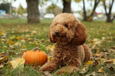 Cute fluffy dog and pumpkin on grass in autumn park clipart