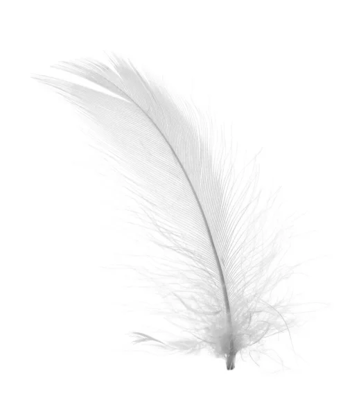 Beautiful Fluffy Bird Feather Isolated White — Stock Photo, Image