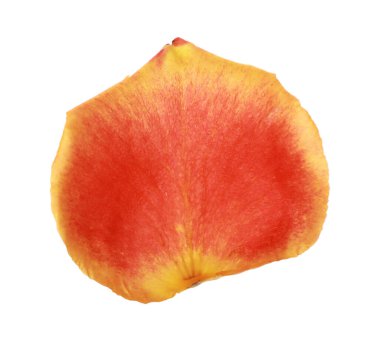 Güzel sarı ve kırmızı gül yaprağı beyaz üzerine izole edilmiş.