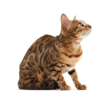 Beyaz arka planda sevimli Bengal kedisi. Sevimli hayvan.