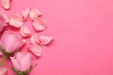 Pembe arka planda güzel güller ve yapraklar, üst manzara. Metin için boşluk