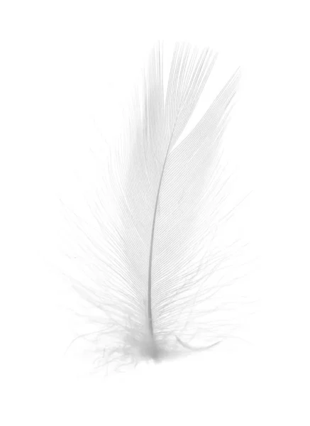 美丽的绒毛鸟羽毛被白色隔离了 — 图库照片