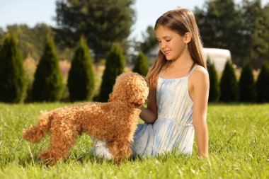 Parktaki yeşil çimlerde sevimli Maltipoo köpeği olan güzel kız.