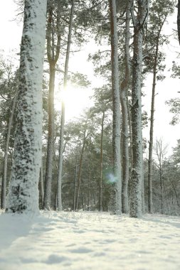 Kış günü karlı ormanın güzel manzarası