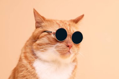 Bej arka planda şık güneş gözlüklü sevimli kızıl kedi portresi