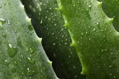 Arka plan olarak su damlaları olan taze aloe vera yaprakları, üst görünüm
