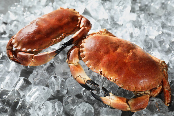 Delicious boiled crabs on ice cubes, closeup