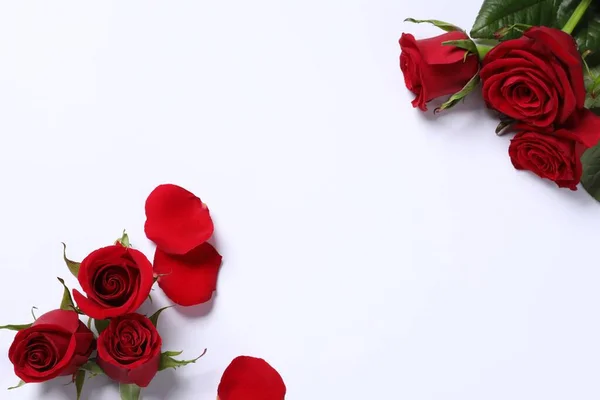 Hermosas Rosas Rojas Pétalos Sobre Fondo Blanco Vista Superior Espacio —  Fotos de Stock