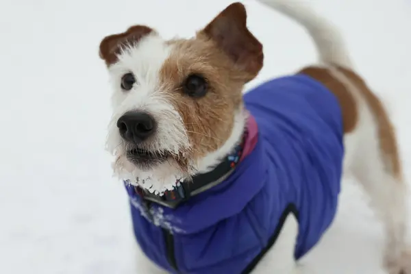 Carino Jack Russell Terrier Giacca Compagnia Sulla Neve All Aperto — Foto Stock