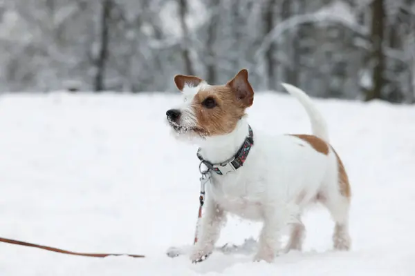 Bonito Jack Russell Terrier Neve Parque Espaço Para Texto Temporada — Fotografia de Stock