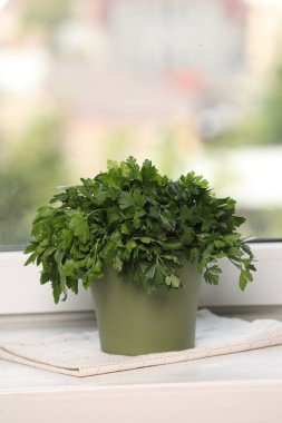 Pencere pervazında maydanoz yetişiyor. Metin için boşluk