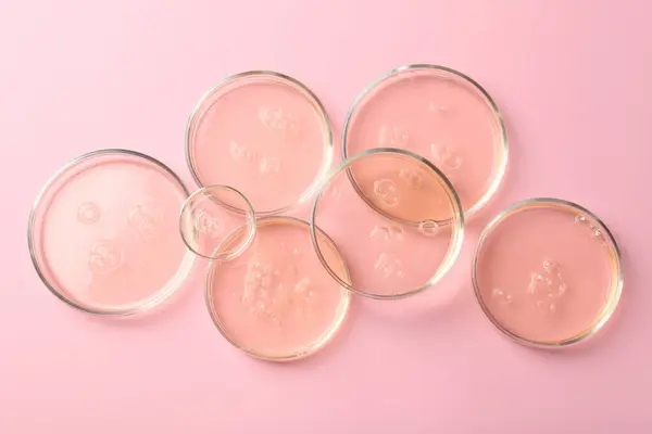 Petri dishes with liquid samples on pink background, flat lay