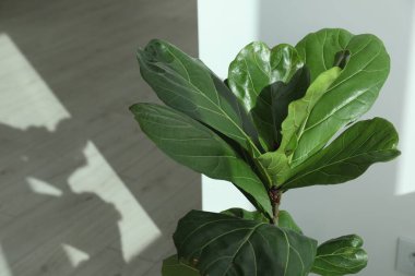 Fiddle Fig ya da Ficus Lyrata bitkisi kapalı alanda yeşil yapraklı, yakın plan. Metin için boşluk