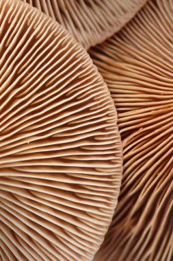 Arka plan olarak çiğ orman mantarları, makro görünüm