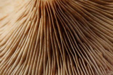 Arkaplan olarak çiğ orman mantarı, makro görünüm
