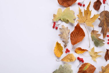 Beyaz arka planda kuru sonbahar yaprakları ve böğürtlenler. Metin için boşluk