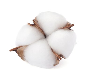 Güzel pofuduk pamuk çiçeği bembeyaz