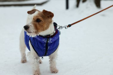 Dışarıda kar üzerinde evcil hayvan ceketi giyen sevimli Jack Russell Terrier.