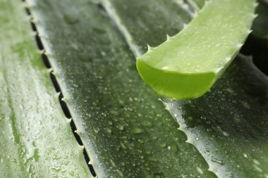 Arka planda su damlaları olan taze aloe vera yaprakları, yakın plan. Metin için boşluk