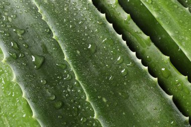 Arka plan olarak su damlaları olan taze aloe vera yaprakları, üst görünüm