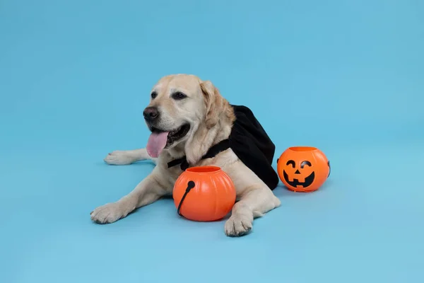 stock image Cute Labrador Retriever dog in black cloak with Halloween buckets on light blue background