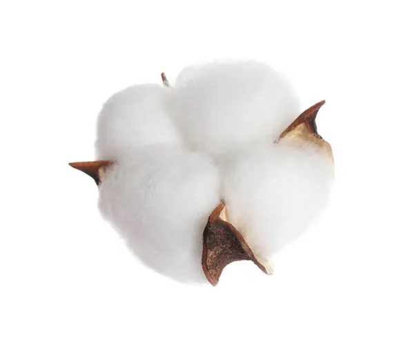 Indah Berbulu Bunga Kapas Terisolasi Pada Putih — Stok Foto