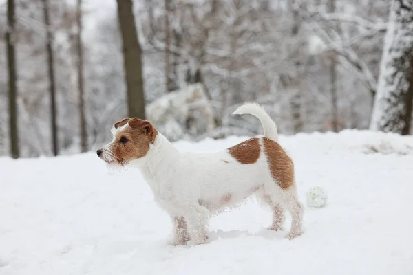 Bonito Jack Russell Terrier Neve Parque — Fotografia de Stock
