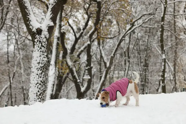 Bonito Jack Russell Terrier Brincando Com Bola Brinquedo Parque Nevado — Fotografia de Stock