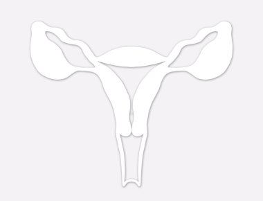 Açık gri arka planda dişi üreme sistemi, illüstrasyon