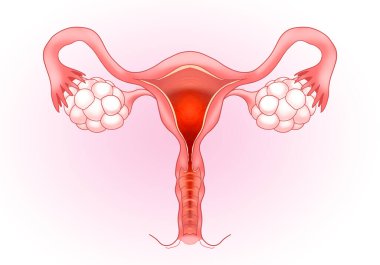 Pembe gradyan arka planda dişi üreme sistemi, illüstrasyon