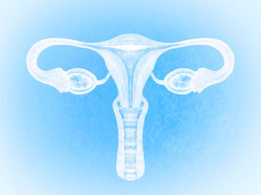 Female reproductive system on light blue background, illustration clipart