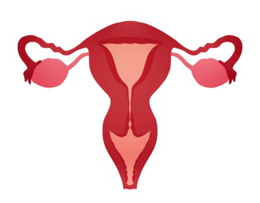 Beyaz arkaplanda dişi üreme sistemi, illüstrasyon