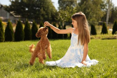 Güzel kız parkta yeşil çimlerde sevimli bir Maltipoo köpeğiyle oynuyor.