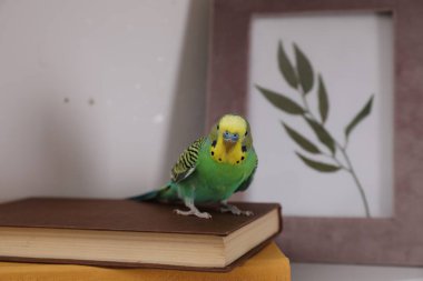 Beautiful green parrot on books indoors. Cute pet