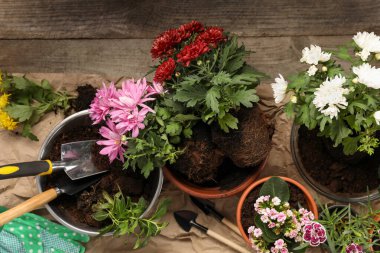 Organ nakli ve bahçe aletleri için hazırlanmış saksılarda farklı çiçekler, tahta masa, düz yatıyordu.