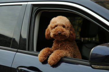 Siyah arabadaki şirin köpek, dışarıdan görünüyor.